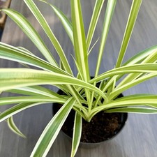 Spider Plant In 13cm Pot |