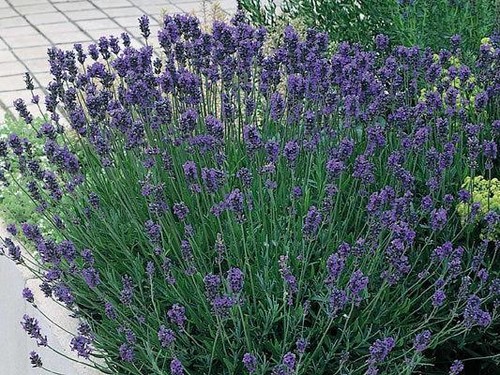 Lavender english munstead - lavender, 'munstead'