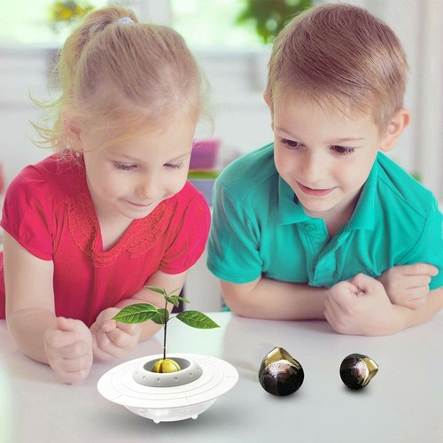 Grow your own avocado - grow,