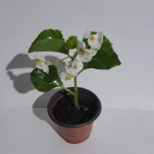 Begonia potted flowering - potted,