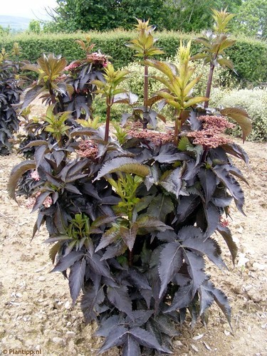 Sambucus black tower 9cm - tower, in