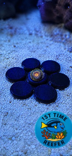 Zoa flower frag plug - frag,
