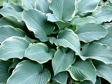 Hosta Regal Splendour ( 3lt