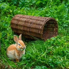 Woodside Rabbit/Guinea Pig