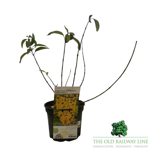 Forsythia intermedia - forsythia, x