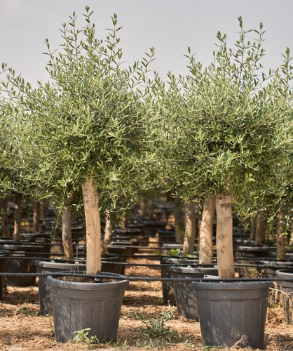 35l mature olive tree olea - 35l, (olea