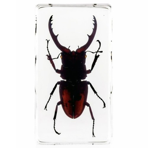 Stag beetle resin display