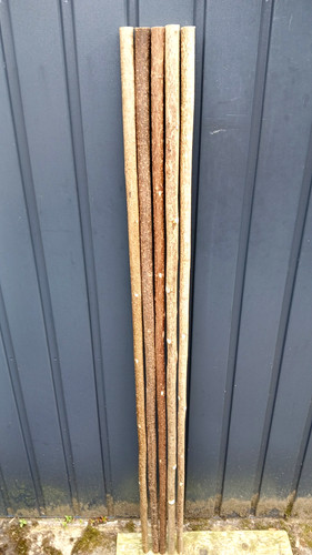 Hazel walking stick shanks - walking,