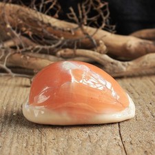 Golden Cowrie Shell | Cypraea