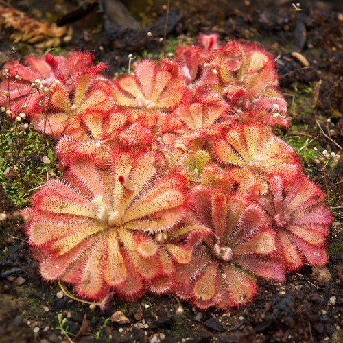 Drosera aliciae carnivorous - aliciae,