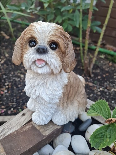 Shih tzu dog - shih,