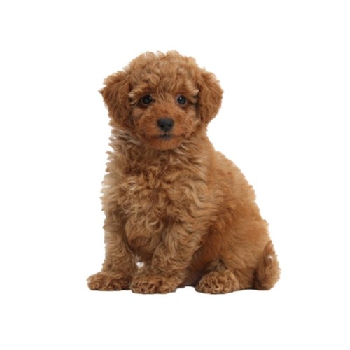Pack toy poodle - poodle, dog