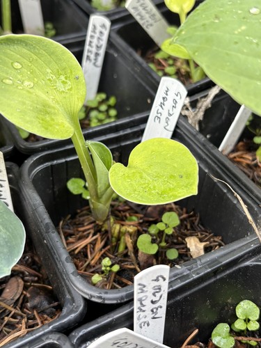 Hosta golden mouse small - hosta,