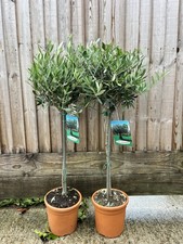 PAIR OF OLIVE TREES -  OLEA EUROPA 90 CM TALL