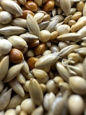 Ant Seed Mix 50g – Natural