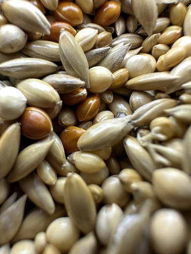Ant seed mix - seed, –