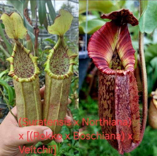 Nepenthes suratensisx - nepenthes, (suratensisx