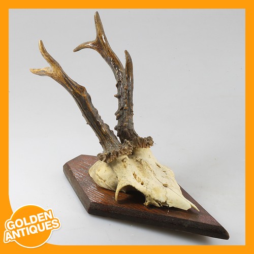 Roe deer antlers horns wall - deer,