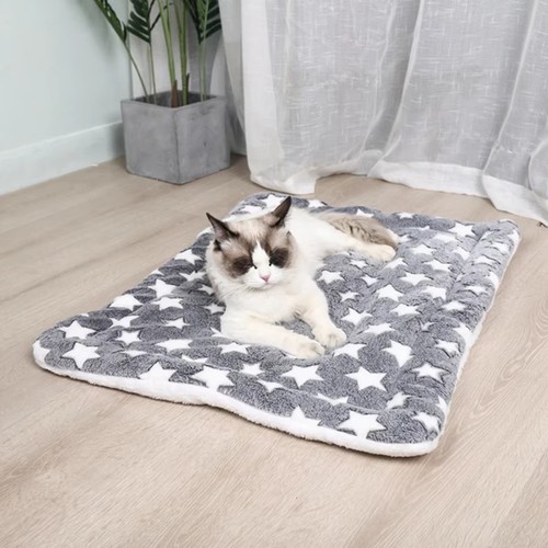 Puppy pet home - home, dog