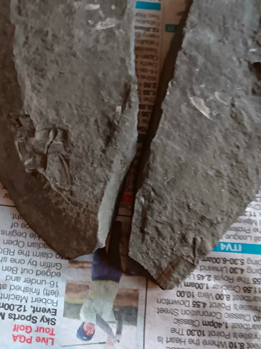 Trilobite fossils rock - trilobite,