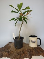 Shohin Oak Tree Bonsai