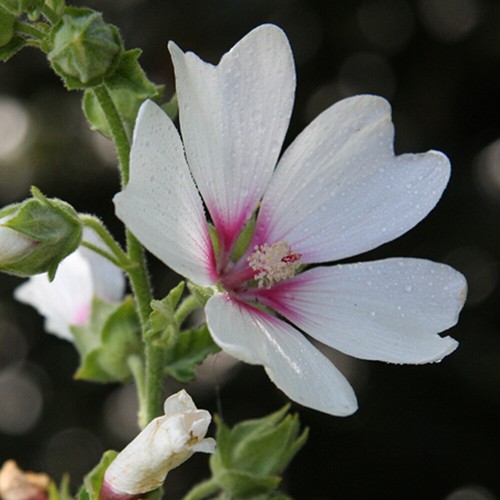 Lavatera mary hope tree - x, 'mary