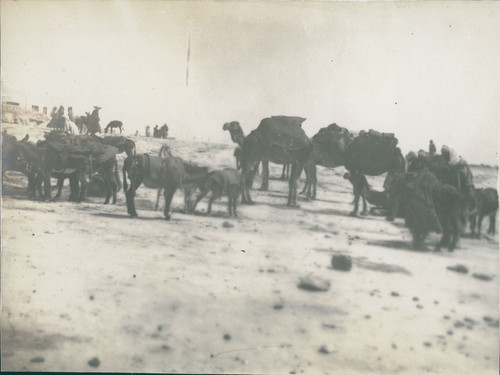 Tunisia mateur caravan at - mateur,,