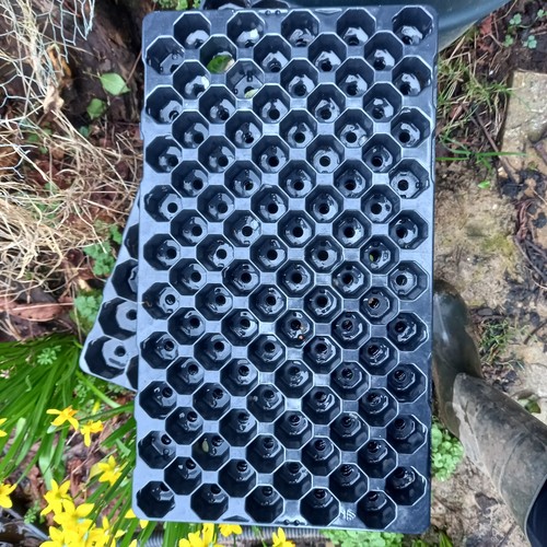 100 cell plug - cell, plant