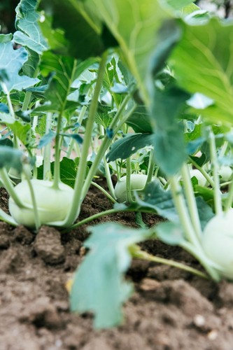 Kohlrabi plug plants grow - kohlrabi,