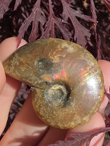 Ammonite fossil sale light - -,