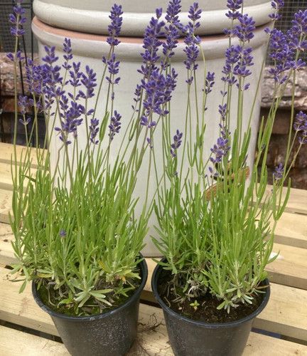 English lavender angustifolia - english,