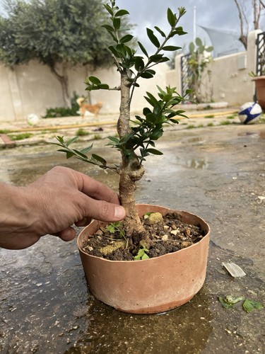Olive bonsai pictured - as,