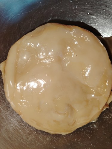 Live kombucha fresh scoby - live,