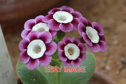 Photo primula auricula ian - primula,