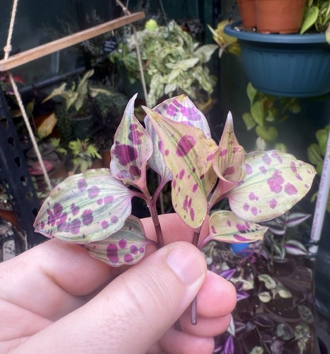 Tradescantia tinantia pringlei - tradescantia,