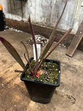Sarracenia HC211 S. X Moorei