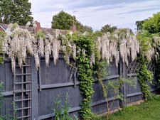 10 x  White Wisteria Seeds -