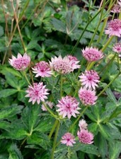 Astrantia major 'Roma