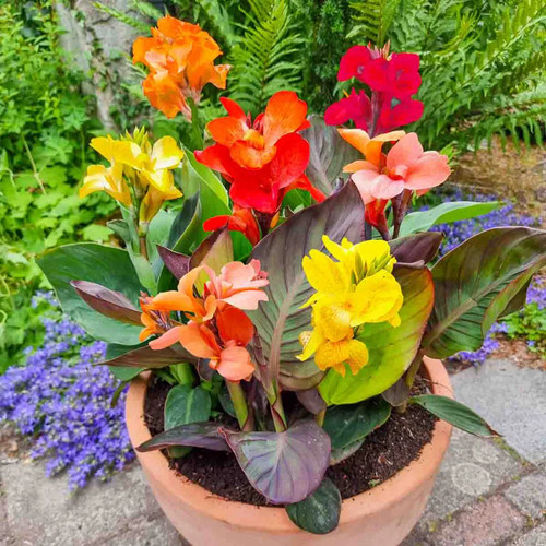 Canna tropicana dwarf pot - tropicana,