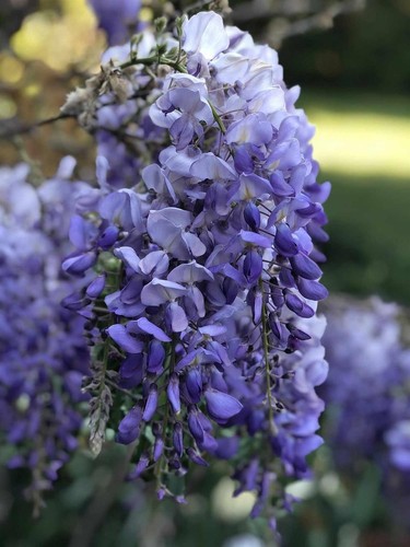 Wisteria sinensis blue climber - wisteria,