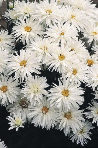 Chrysanthemum crazy daisy - 50,