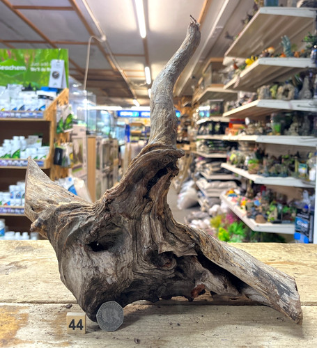 Nansei bogwood root wood - nansei,