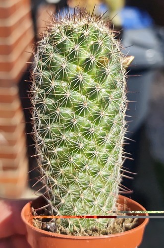 Mammillaria eriacantha - mammillaria,