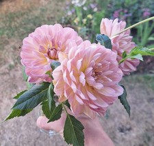 Dahlia 'Hapet Old Charm'