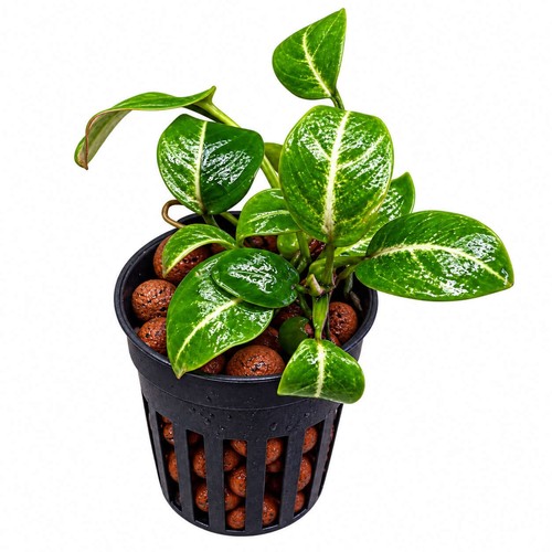Anubias stardust - stardust, (anubias