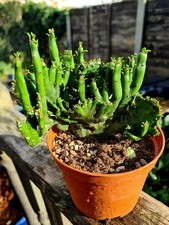 Euphorbia Leucondendron