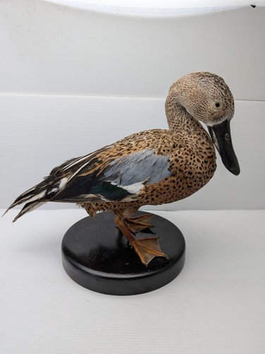 Taxidermy