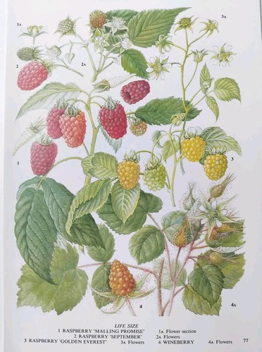Vintage botanical print - vintage,