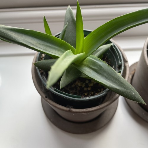 Aloe vera plant succulent - 1,