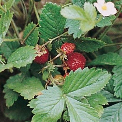 Strawberry seeds - 50++,